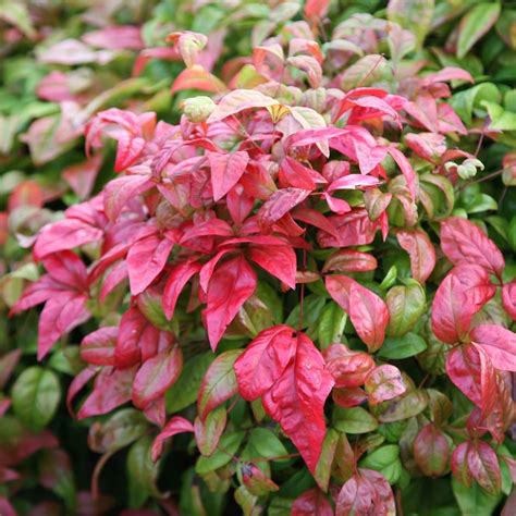 火焰南天竹|火焰南天竹 Nandina domestica cv. Firepower